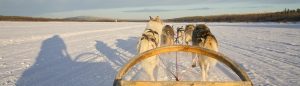 Winters-Lapland-Expedition-Far-East-huskies