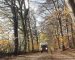 Special Campers in de Nederlandse bossen
